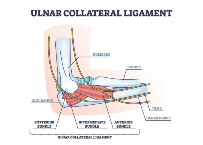 Medial Ulnar Collateral Ligament Tear An T M