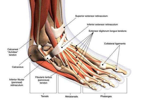 Medial view of the right distal part of the leg, ankle and foot. The